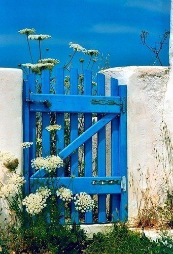 Синяя калитка - цветы, синий, дверь - оригинал