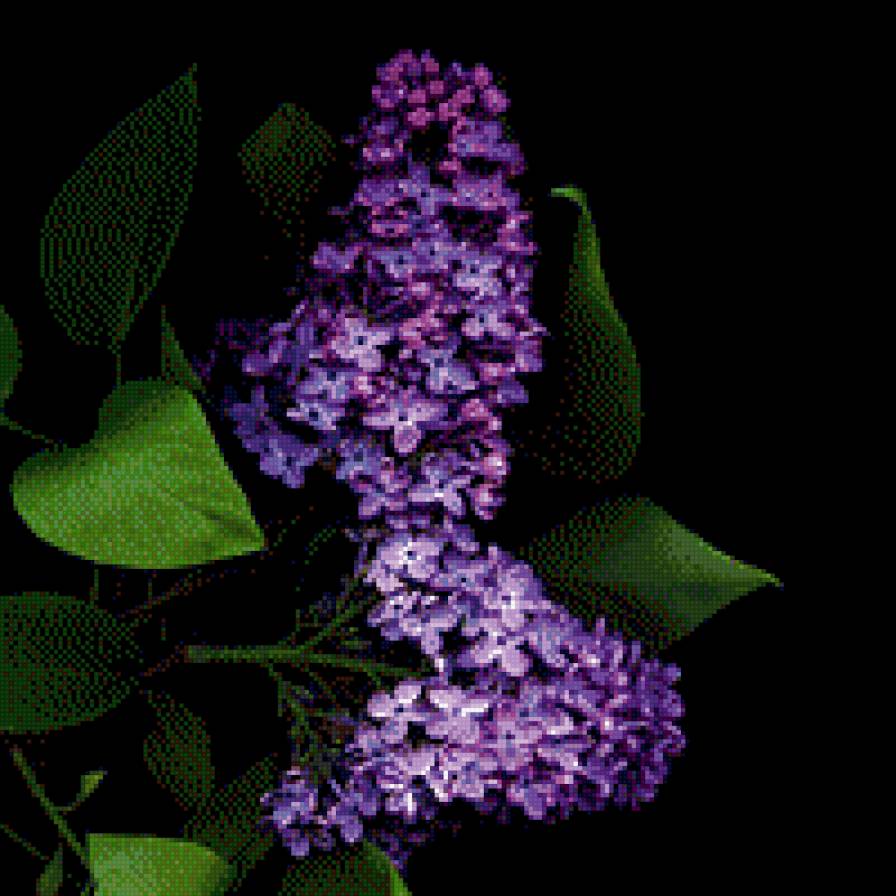 Сирень в тени - листья, сирень, букет - предпросмотр