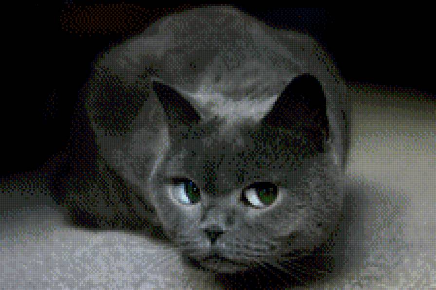 взгляд - кошка, зеленые глаза, взгляд - предпросмотр