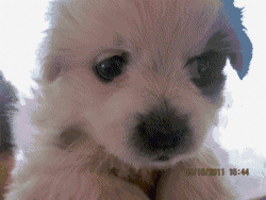 любимчик - щенки - предпросмотр