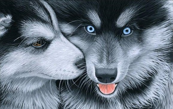 Хаски - собаки - оригинал