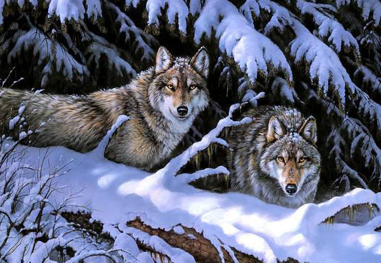 Волки - животные - оригинал