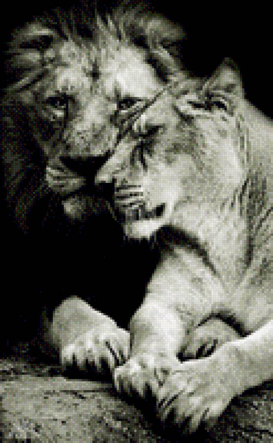 львы - лев, черно-белое, животные - предпросмотр