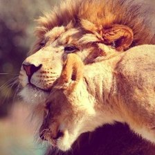 Схема вышивки «нежность»