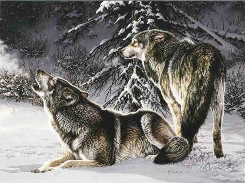 №537317 - волки, зима, животные - оригинал