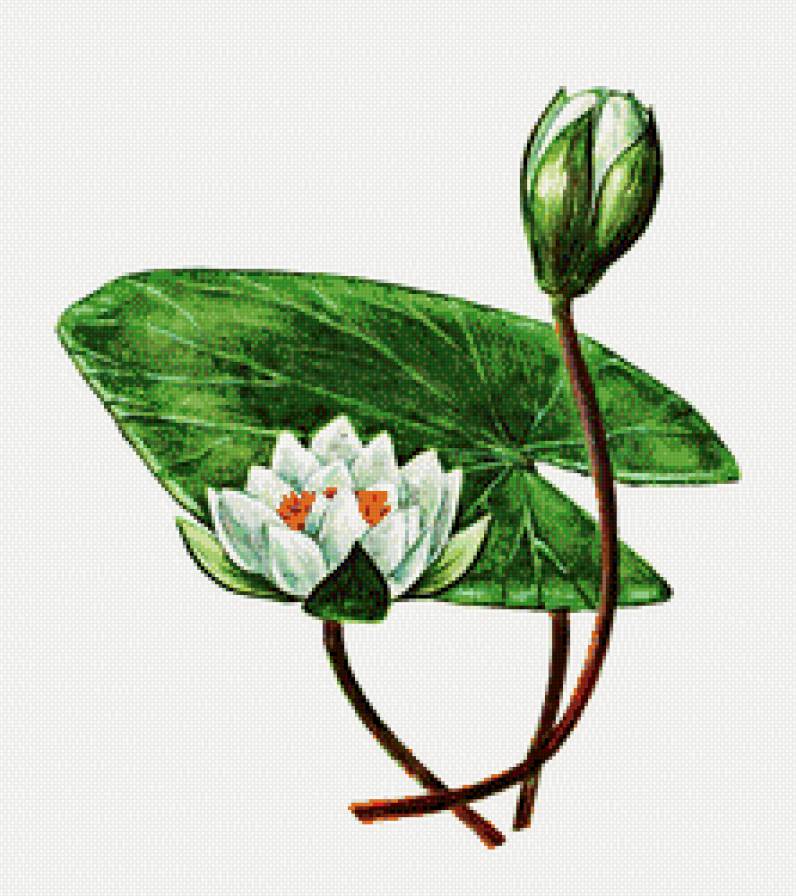 Кувшинка - цветы, натюрморт - предпросмотр