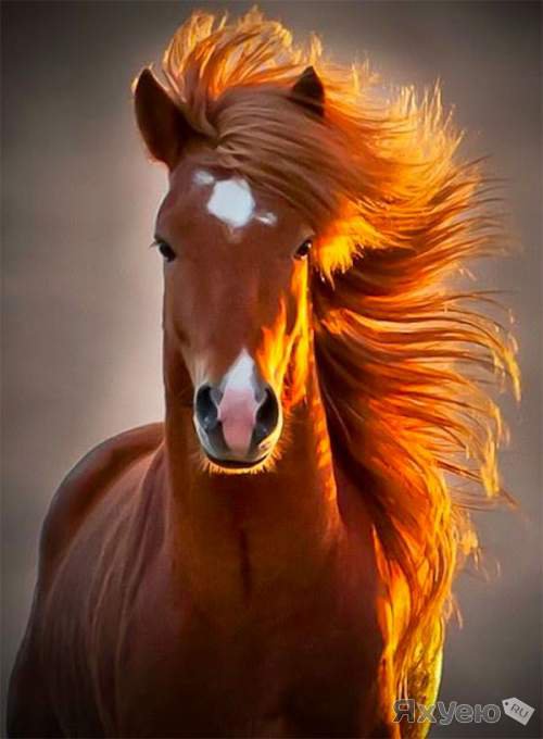 Horse - оригинал