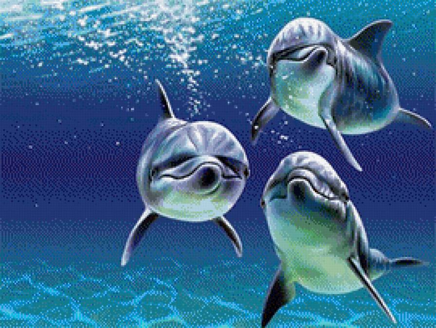 дельфин - предпросмотр