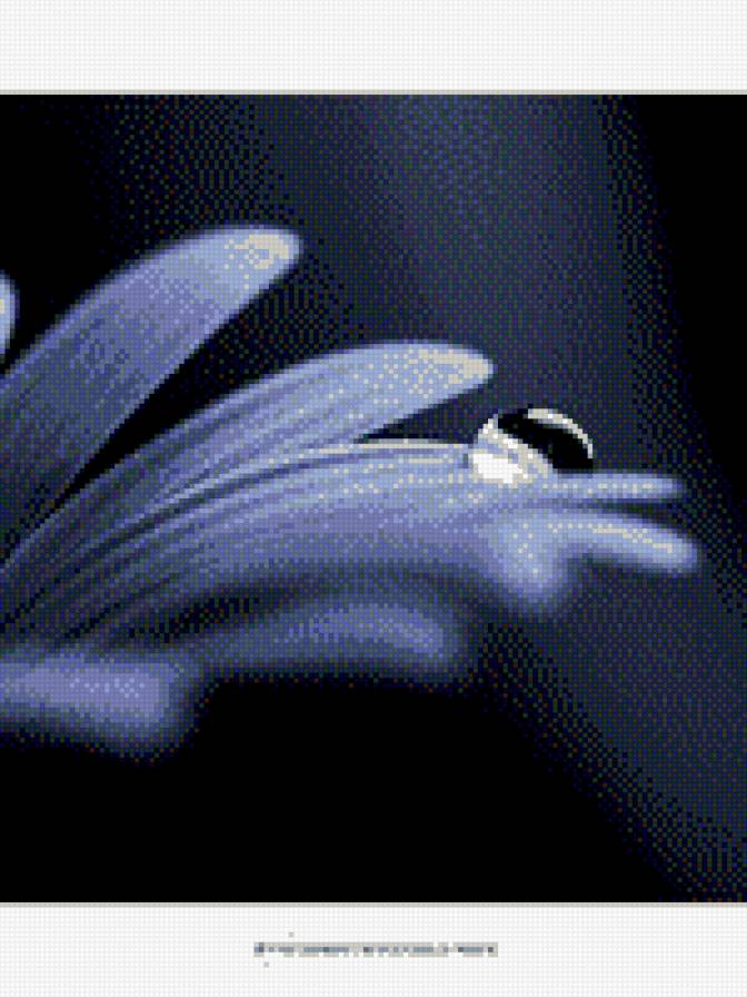 капля на цветке - цветок, капля воды - предпросмотр