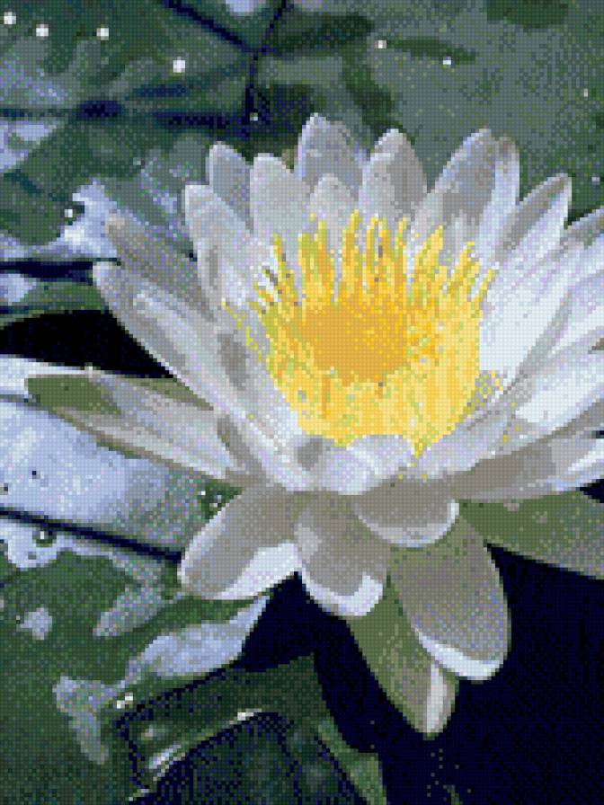 распустившаяся кувшинка - цветы, лилия - предпросмотр