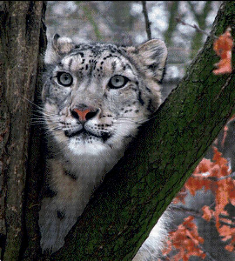 Ирбис - дикие кошки, хищники - предпросмотр