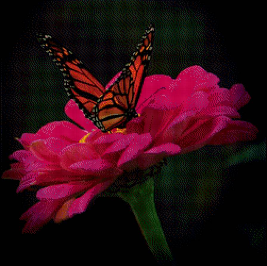 Бабочка на цветке - бабочка, цветы - предпросмотр