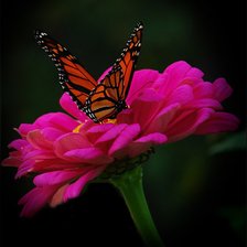 Оригинал схемы вышивки «Бабочка на цветке» (№537927)