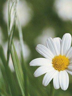 Ромашка - цветок, ромашка - оригинал