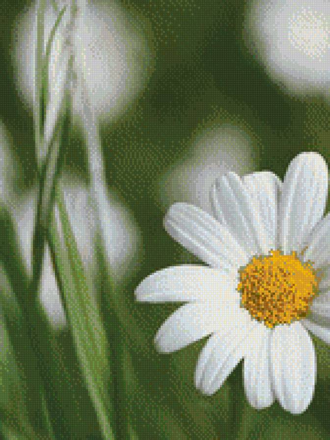 Ромашка - ромашка, цветок - предпросмотр