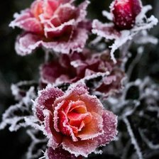 Зимняя роза.