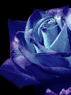 Синяя роза - оригинал