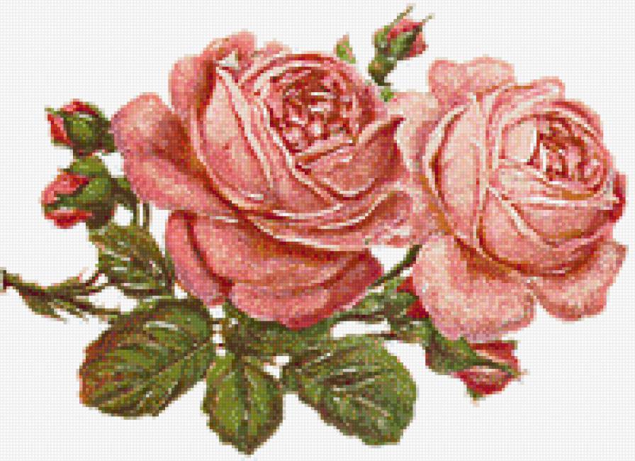 розы - розы, цветы, букет - предпросмотр