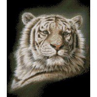 тигр - оригинал