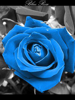 Синяя роза - роза, цветок - оригинал