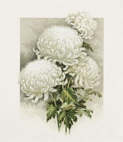 Белые хризантемы - хризантемы, цветы - оригинал