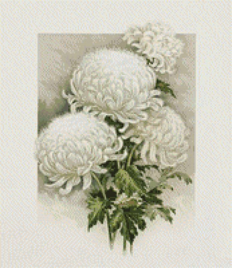 Белые хризантемы - цветы, хризантемы - предпросмотр