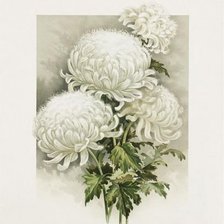 Оригинал схемы вышивки «Белые хризантемы» (№538716)