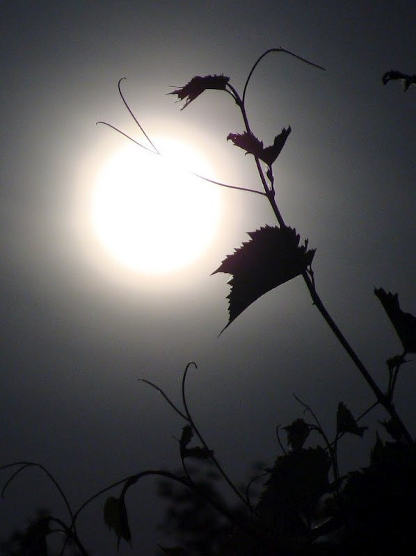 ночь 2 - оригинал