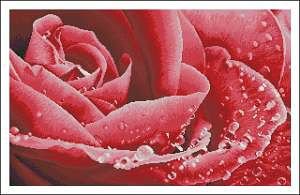 Роза - роза, цветок - оригинал