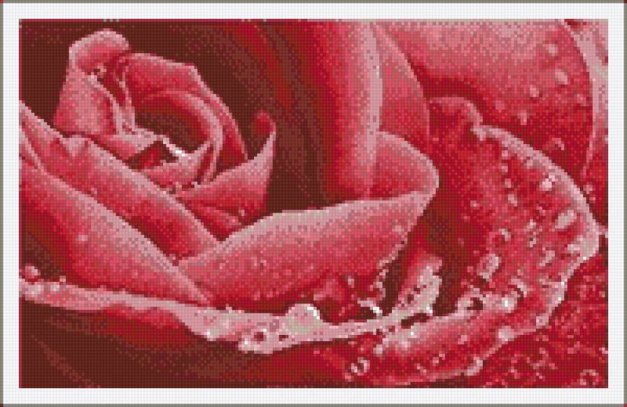 Роза - цветок, роза - предпросмотр