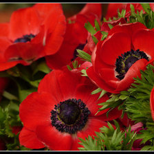 Схема вышивки «маки»