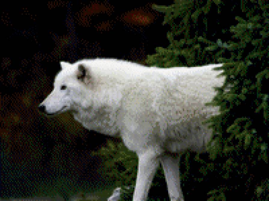 Белый волк - животные - предпросмотр