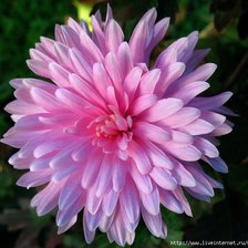 Схема вышивки «георгины»