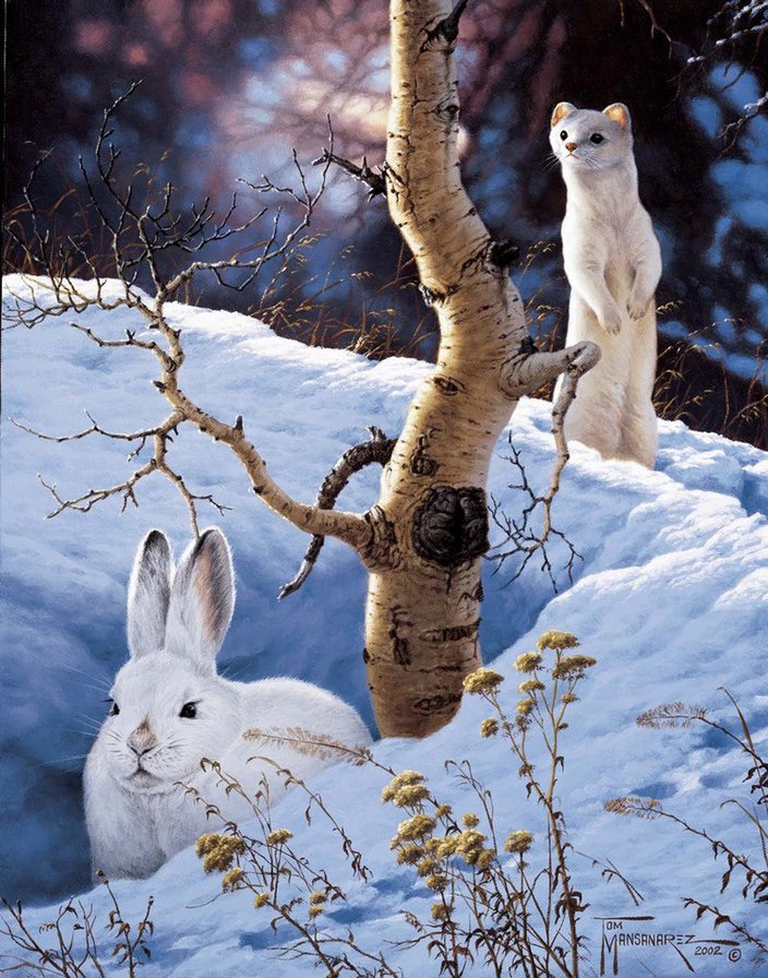 Зима в лесу - хорек, заяц, зима, природа, животные - оригинал