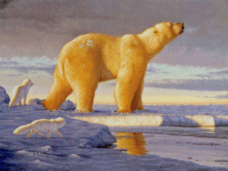 Мишка на севере - природа, медведь, животные - предпросмотр