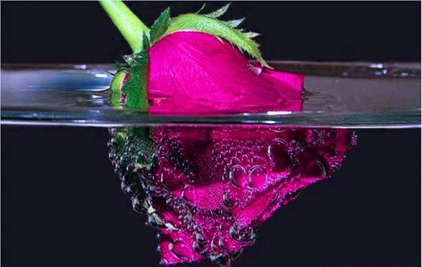 Роза - вода, отражение, роза - оригинал