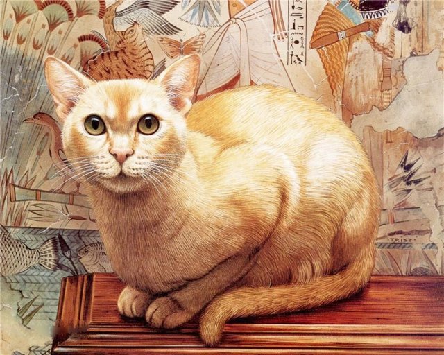 Египетская кошка - кошка, египет, кот - оригинал