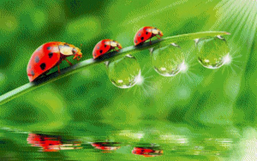 Божьи коровки - природа - предпросмотр