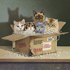 Схема вышивки «джуди гибсон 29 кошки в коробке»