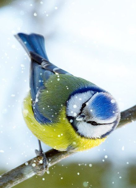 Синичка - синица, зима, птицы - оригинал