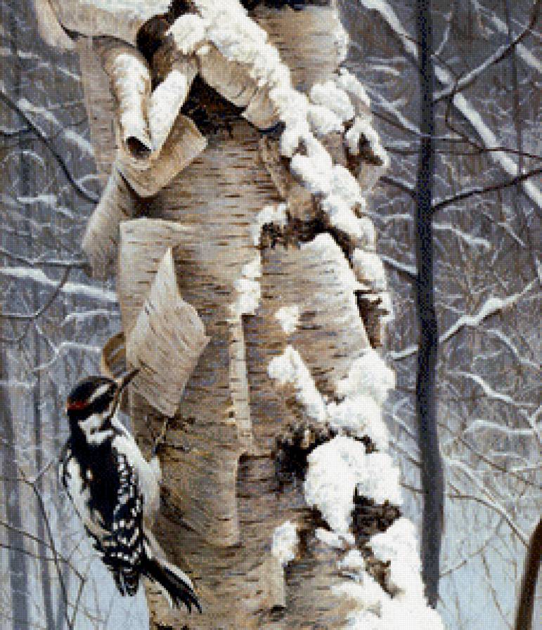 дятел на берёзе - природа, птицы, береза, дятел, снег, пейзаж, зима - предпросмотр