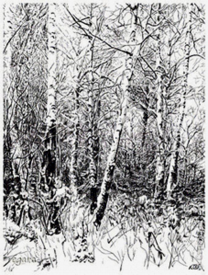 зима берёзы монохром - березы, монохром, лес, природа, зима, пейзаж - предпросмотр