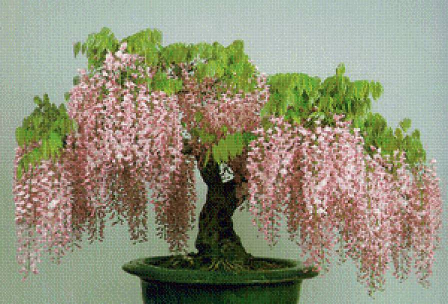 бальзамин - флора - предпросмотр