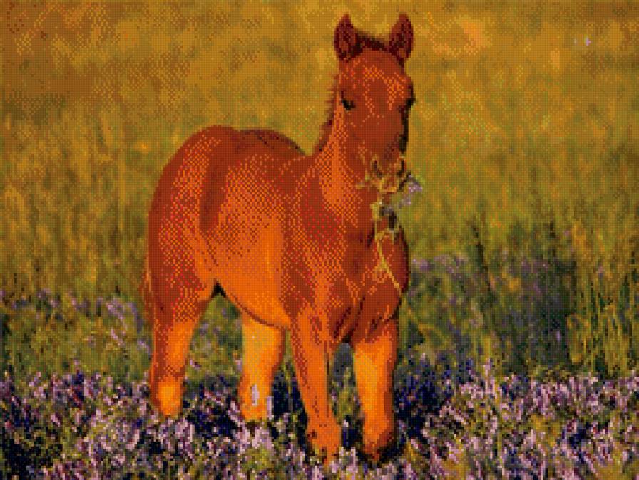 лошади - животные - предпросмотр