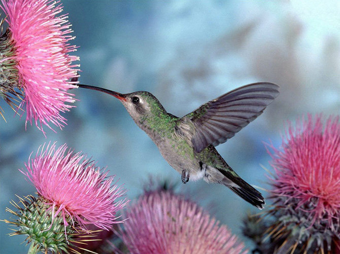 коллибри - природа, птицы - оригинал