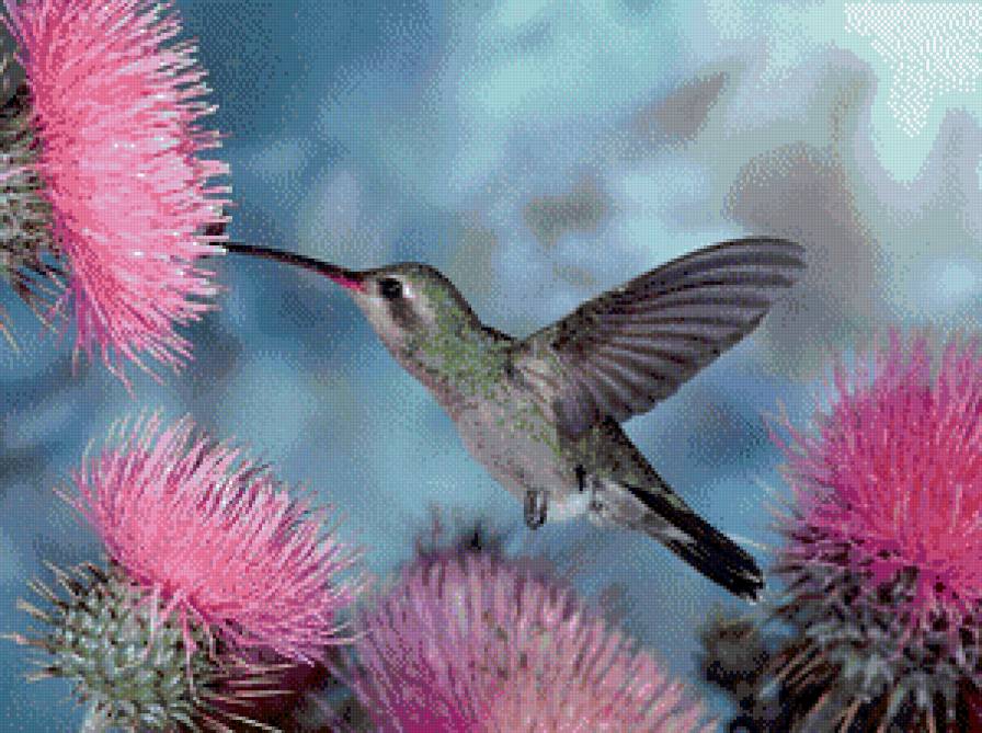 коллибри - природа, птицы - предпросмотр