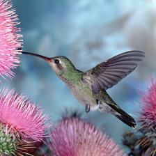 Схема вышивки «коллибри»