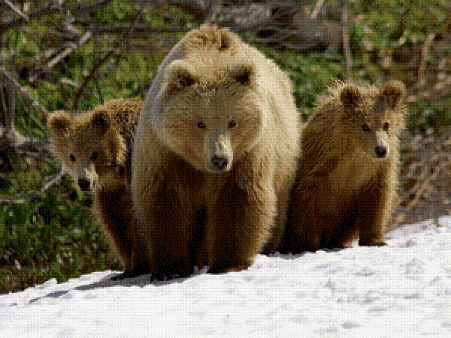 медведи - зима, медведи - предпросмотр