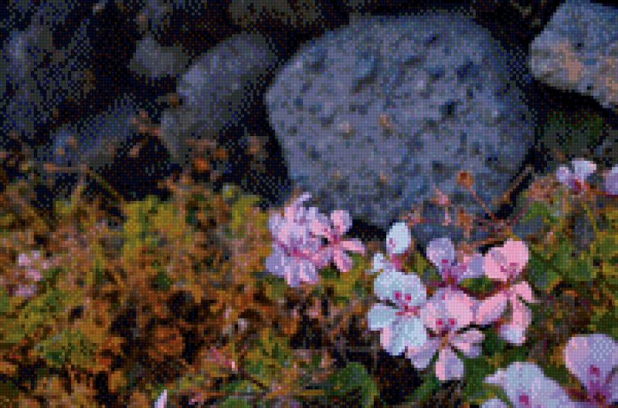 И на скалах растут цветы - цветы, камни - предпросмотр