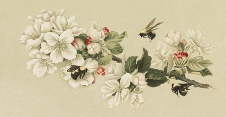 №539977 - оригинал